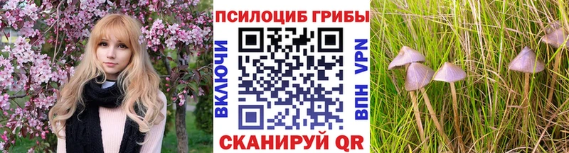 где купить наркоту Чернушка Псилоцибиновые грибы прущие грибы