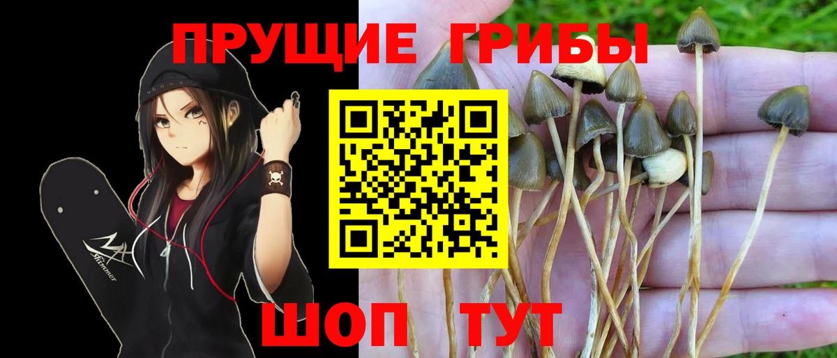 Чернушка  Псилоцибиновые грибы Cubensis  Галлюциногенные грибы GOLDEN TEACHER  Вход с VPN 